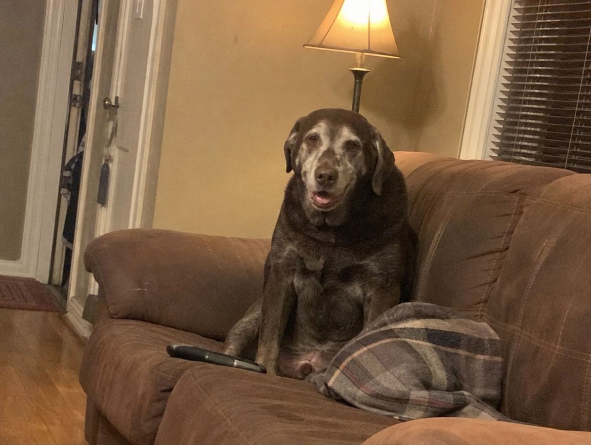 Old lab sitting up on a couch in lamp light