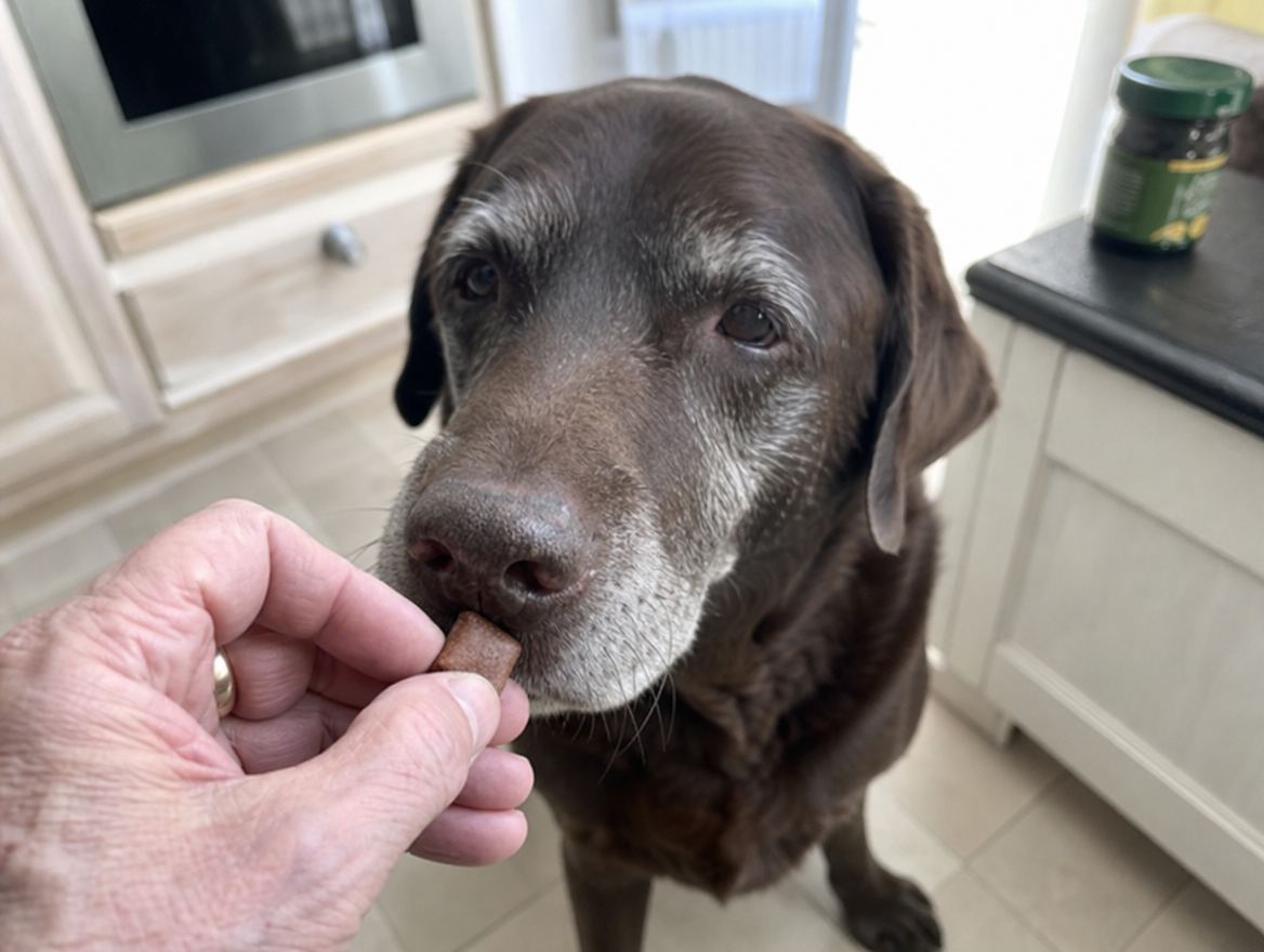 A man's hand offering a soft chew to an old lab in a kitchen