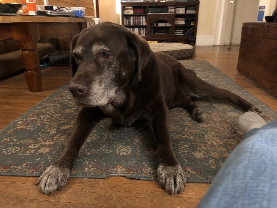 Old lab on a rug trying to push up with his front legs