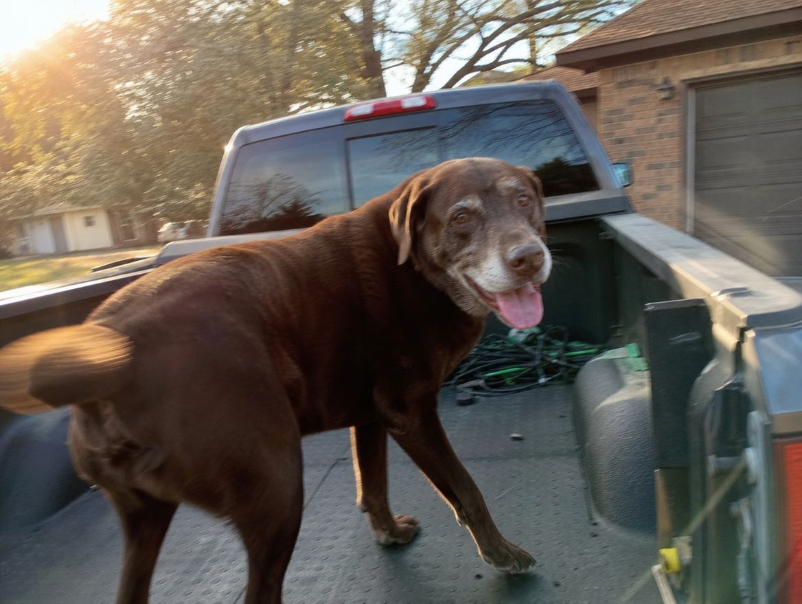 The same lab standing in the truck bed