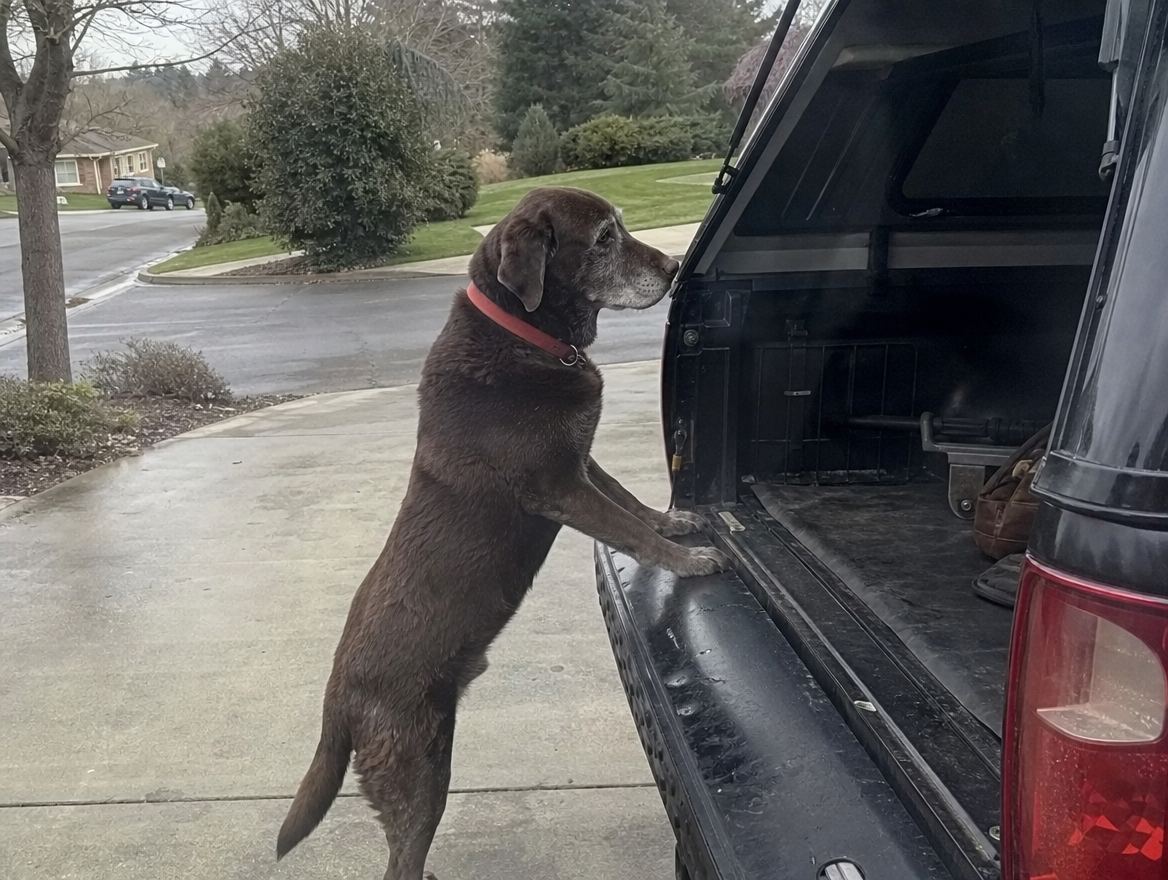 Old chocolate lab hesitating at a truck tailgate, unable to jump up
